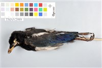 藏品(喜鵲)的圖片